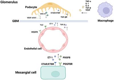 The role of cellular crosstalk in the progression of diabetic nephropathy